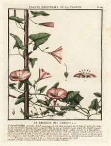 Field bindweed, Convolvulus arvensis