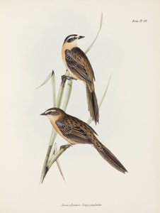 Finches, c 1832-1836