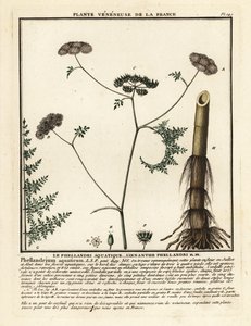 Fineleaf Water Dropwort, Oenanthe Aquatica by Unbekannter Künstler