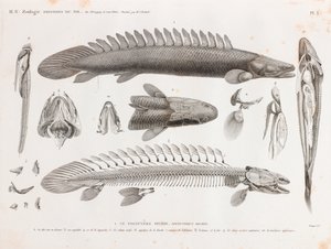 Fish: Polypterus Bichir, Anatomy by Unbekannt