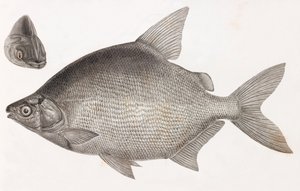 Fish: Le Serrasalme Citharine by Unbekannt