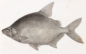 Fish: Le Serrasalme Citharine by Unbekannt
