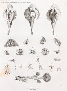 Fish: Tetrodon, Anatomy by Unbekannt
