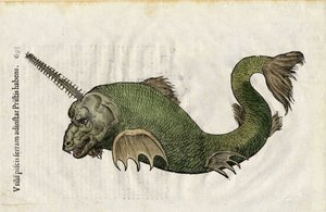 Fish saw (Pristis) in Ulyssis Aldrouandi... De piscibus libri V et de cetis lib. vnus by Ioannes Cornelius Vteruerius; Marc. Antonius Bernia in lucem restituit, deals with the natural history of Ulisse Aldrovandi, Bologna