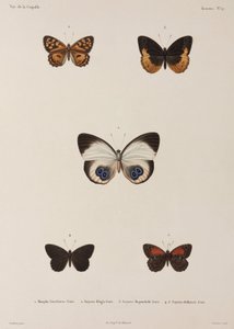 Five Butterflies, New Guinea by Unbekannt