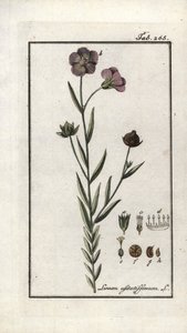 Flaxseed (Linum usitatissimum). Lithograph from 