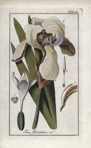Florentine Iris or Florence Iris (Iris florentina). Lithograph from 