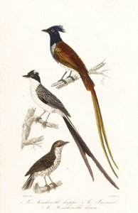 Flycatchers and Caribbean elaenia by Unbekannter Künstler
