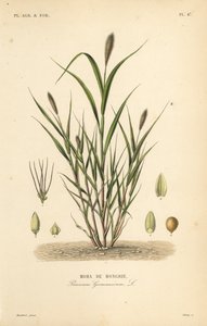 Foxtail millet or Italian millet by Unbekannt
