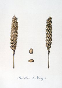 French 19th century illustration of ears of corn