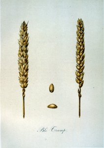 French 19th century illustration of ears of corn