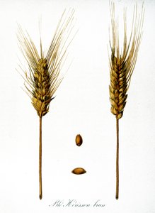 French 19th century illustration of ears of corn