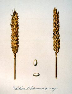 French 19th century illustration of ears of corn