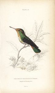 Frilled Coquette, Lophornis Magnificus, Female. Handcoloured Steel Engraving by William Lizars from Sir William Jardine