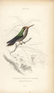 Frilled coquette, Lophornis magnificus, young male (Magnificent hummingbird, Trochilus magnificus). Handcoloured steel engraving from Sir William Jardine