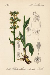 Frog orchid