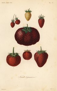 Fruits by Unbekannt