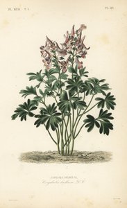 Fumewort