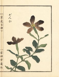 Ganpi or catchfly, Lychnis species (silene) Handcoloured woodblock print by Kono Bairei from Kusa Bana Hyakushu (One Hundred Varieties of Flowers) by Unbekannter Künstler