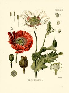 Garden Poppy