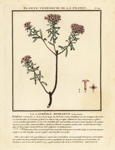 Garland flower, Daphne cneorum
