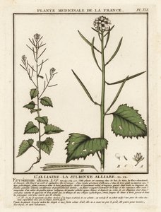 Garlic mustard, Alliaria petiolata