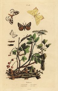 Geometer moths