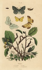 Geometer moths