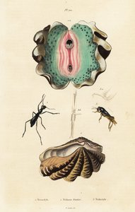 Giant Clam and Beetles