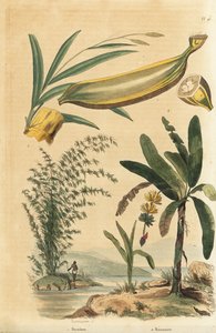 Giant Thorny Bamboo Plant and Banana Tree with Fruit and Cross Section by Unbekannt