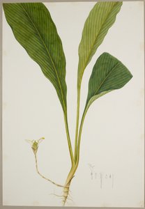 Ginger