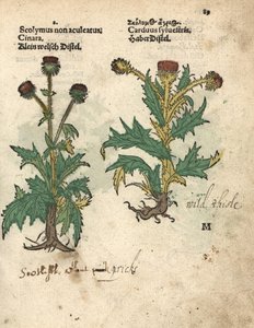 Globe artichoke, Cynara cardunculus var. scolymus, and wild thistle, Carduus sylvestris by Unbekannter Künstler