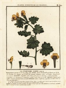 Golden Henbane, Hyoscymus Aureus