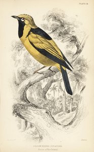 Golden Monarch, Carterornis chrysomela (Golden-hooded Flycatcher, Monacha chrysomela)