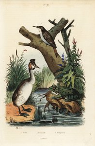 Great crested grebe, green frog, and Eurasian treecreeper by Unbekannt