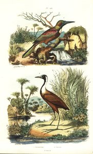 Great jacamar, Jacamerops aureus, and northern jacana, Jacana spinosa by Unbekannt