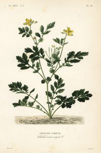 Greater celandine by Unbekannt
