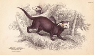 Greater grison, Gallictis vittata. Handcoloured steel engraving from William Jardine