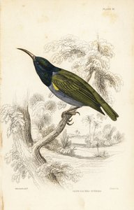 Green-headed Sunbird (Lower Guinea), Cyanomitra verticalis cyanocephala (Olive-backed Sunbird, Cinnyris chloronotus) by Unbekannter Künstler