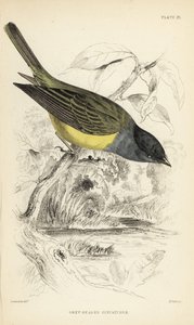 Grey-headed Canary-flycatcher, Culicicapa ceylonensis (Grey-headed Flycatcher, Cryptolopha poiocephala)