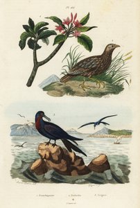 Grey-winged francolin, Scleroptila afra, great frigatebird, Fregata minor, and red frangipani, Plumeria rubra by Unbekannt