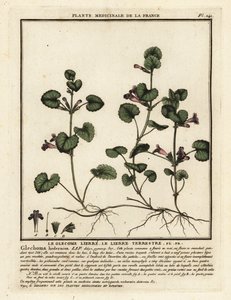 Ground Ivy, Glechoma hederacea
