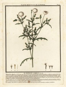 Groundsel, Senecio Vulgaris