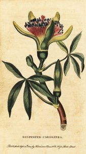 Guiana Chestnut, Pachira aquatica, 1800 (engraving)