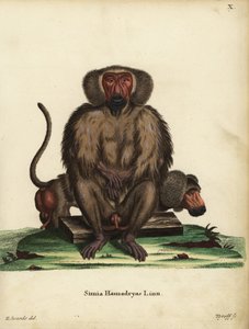 Hamadryas baboon by Unbekannter Künstler