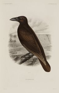 Hawaiian crow by Unbekannter Künstler