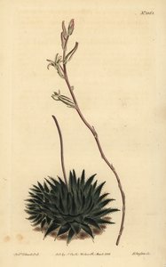 Haworthia pumila (Dark-leaved spider aloe) by Unbekannt