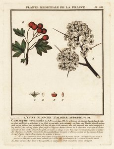 Hawthorn, Crataegus Rhipidophylla by Unbekannter Künstler