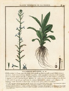 Heath lobelia, Lobelia urens