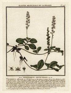 Heath Speedwell, Veronica officinalis